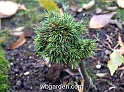 wbgarden dwarf conifers 10